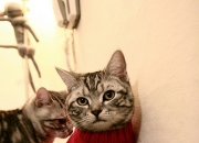 开云官方app入口-东决关键战之夜，莱奥数据全面爆炸，一场注定载入史册的表演