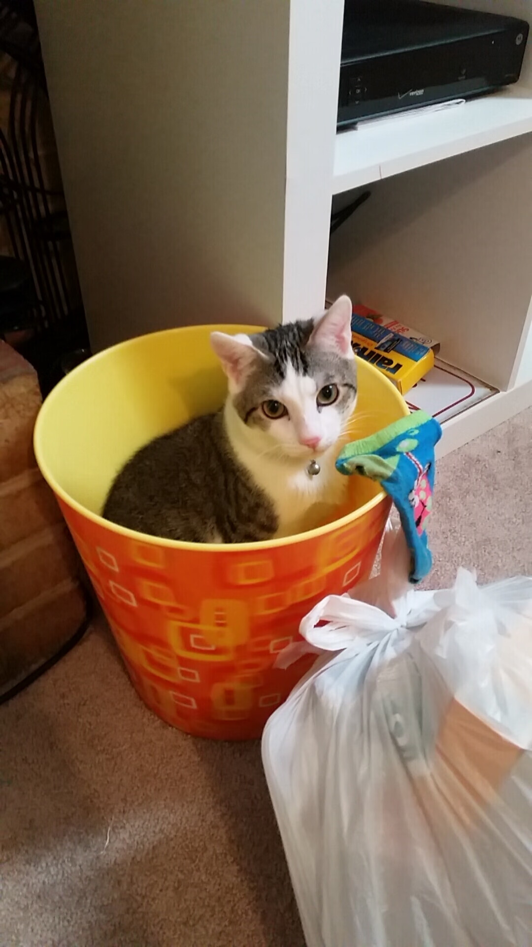 跨界传奇，当鹈鹕的胜利遇见亚平宁的詹姆斯—体育宇宙的奇妙交汇